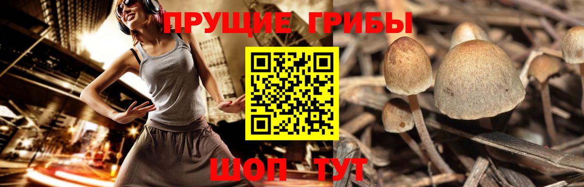 Псилоцибиновые грибы Psilocybe Краснознаменск